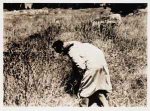 Joseph Beuys - Botanischer Wahnsinn, 1976, collotype on cardstock