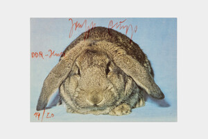 Joseph Beuys - DDR-Hase (GDR Hare), 1979, color postcard with handwritten addition
