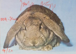 Joseph Beuys - DDR-Hase, 1979, color postcard with handwritten addition