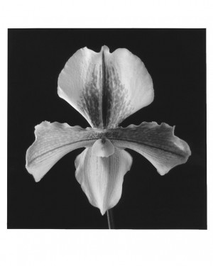 Robert Mapplethorpe - Orchid, 1988/printed in 1990, gelatin silver print