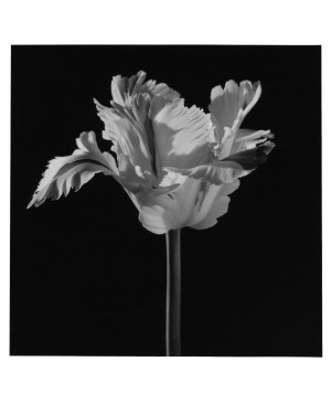 Robert Mapplethorpe - Parrot Tulip, 1988, gelatin silver print