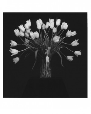 Robert Mapplethorpe - Tulips, 1988/printed in 1990, gelatin silver print