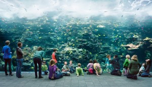 Thomas Struth - Aquarium, Atlanta, Georgia, 2013, chromogenic print