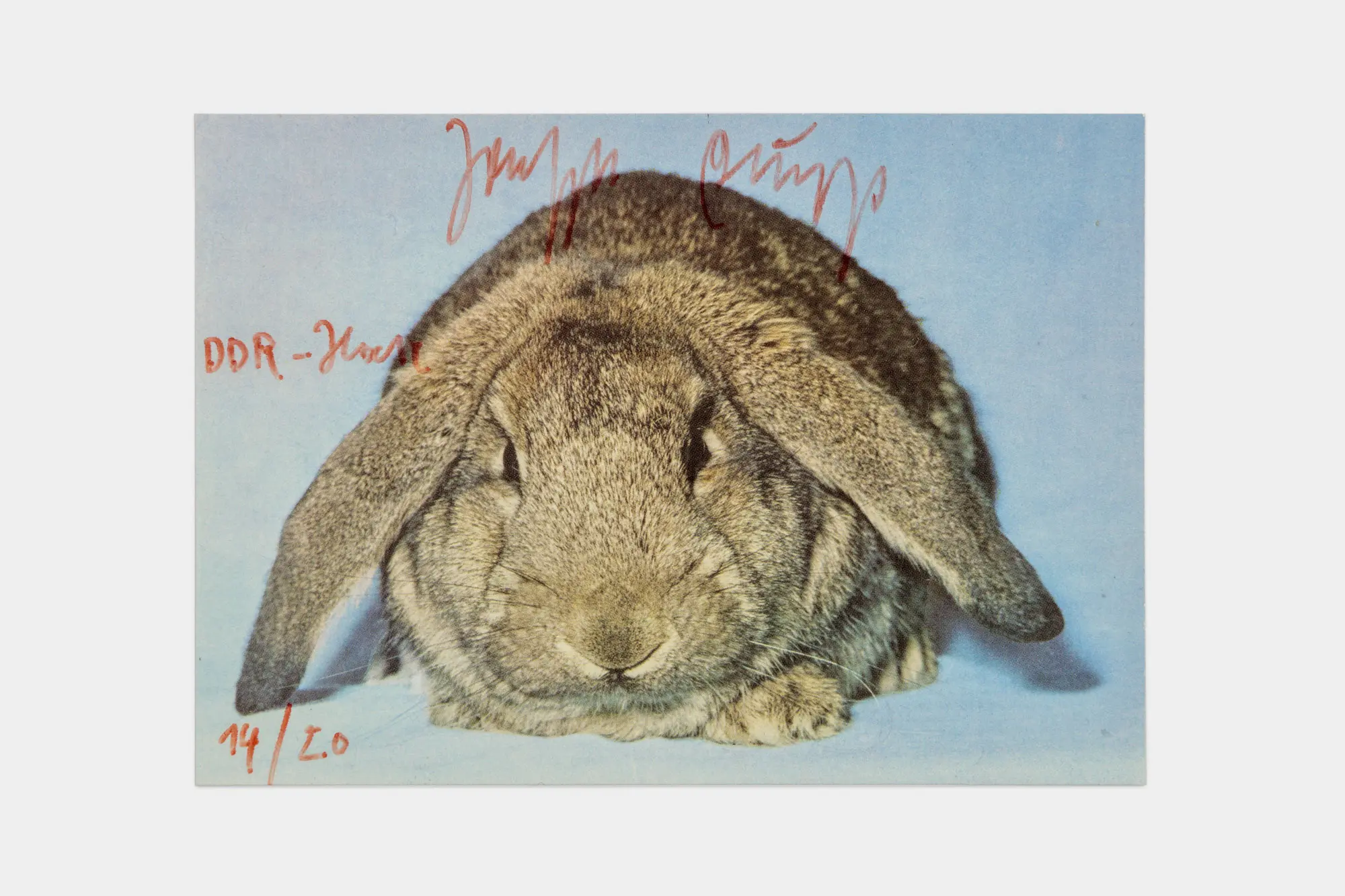 Photograph of a long-haired rabbit against a blue background with red writing over the image